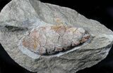 D, Oligocene Aged Fossil Pine Cone - Germany #31376-3